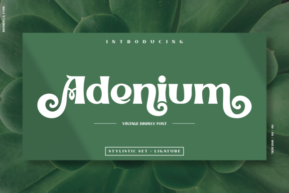 Adenium Font Review: A Display Font for Creative Branding